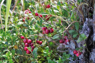 Yeşil yapraklı Lingonberry. Ormanda olgunlaşmış yabani inek üzümü çalısı. Kırmızı çilek. 