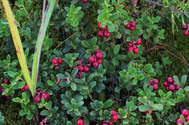 Yeşil yapraklı Lingonberry. Ormanda olgunlaşmış yabani inek üzümü çalısı. Kırmızı çilek. 