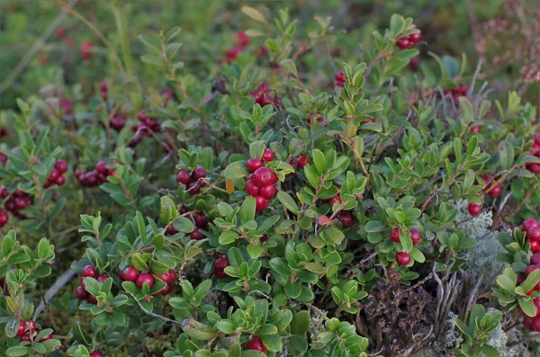 Lingonberry Zelenými Listy Bush Divokých Zralých Bobulí Lese Červené Bobule — Stock fotografie