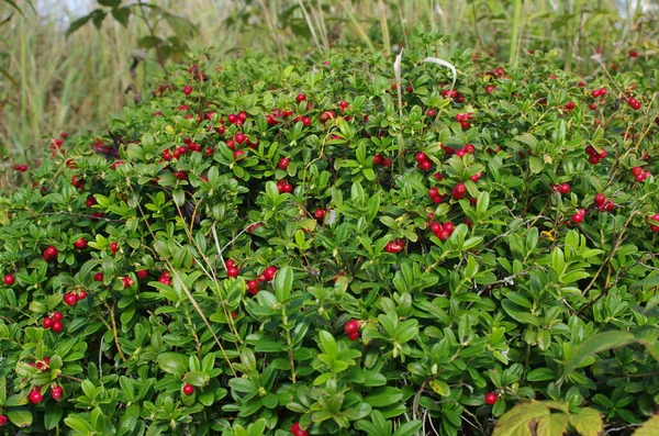 Lingonberry Green Leaves Bush Wild Ripe Cowberry Forest Red Berries — Stock Photo, Image