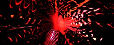 Işık parçacık izleri. Parlayan parçacıkları ve çizgileri olan ışık patlaması yıldızı. Güzel hareketli soyut ışın arkaplanı.