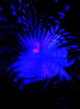 Işık parçacık izleri. Parlayan parçacıkları ve çizgileri olan ışık patlaması yıldızı. Güzel hareketli soyut ışın arkaplanı.