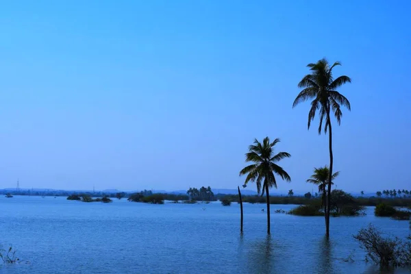 Palmboom Het Meer Kutch Gujarat India — Stockfoto