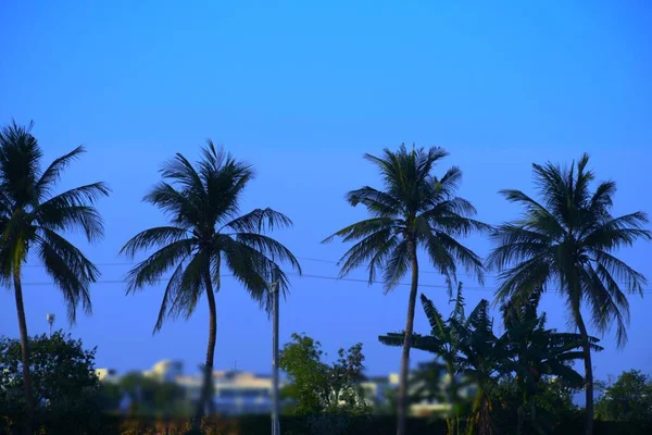 Palma Jezeře Kokosový Strom Kutch Gudžarát Indie — Stock fotografie