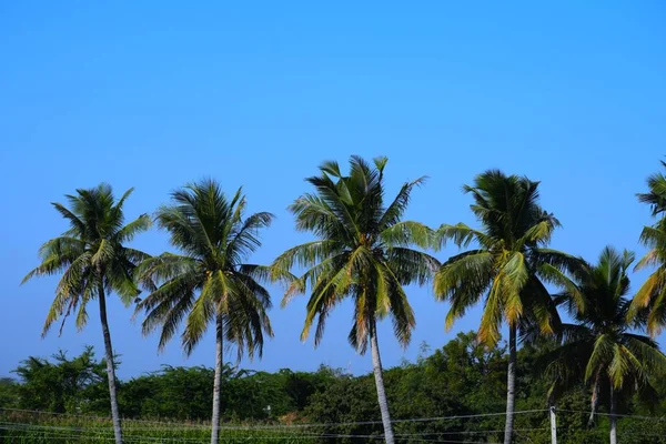 Palm Tree Lake Coconut Tree Kutch Gujarat India — Stock Photo, Image