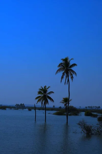 Palmetræ Søen Kokostræ Kutch Gujarat Indien - Stock-foto