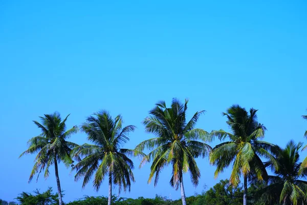 湖のヤシの木 ココナッツの木 オランダ グジャラート州 インド — ストック写真