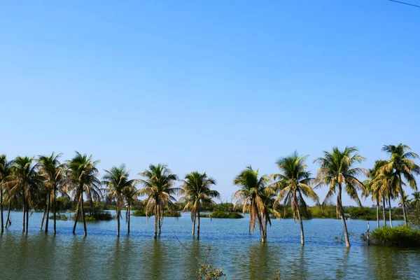 Palma Jeziorze Drzewo Kokosowe Kutch Gujarat Indie — Zdjęcie stockowe