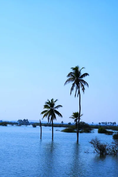 Palme See Kokosnussbaum Kutch Gujarat Indien — Stockfoto