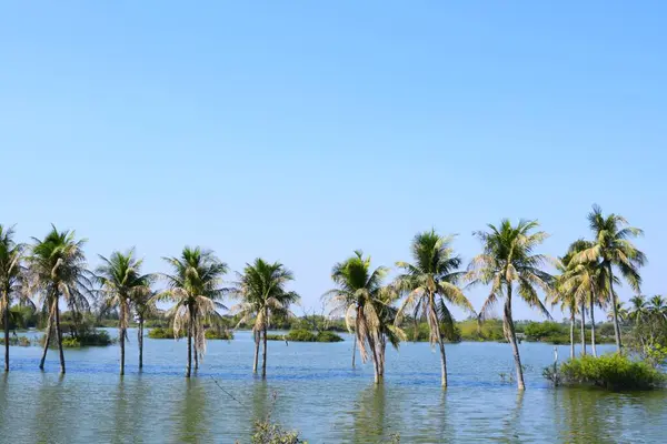 Palmeira Lago Coqueiro Kutch Gujarat Índia — Fotografia de Stock