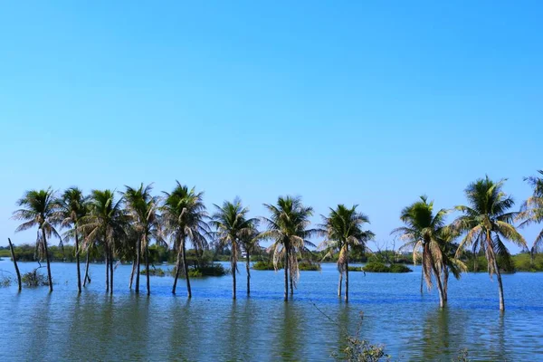 Palmeira Lago Coqueiro Kutch Gujarat Índia — Fotografia de Stock