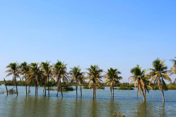 Palma Jeziorze Drzewo Kokosowe Kutch Gujarat Indie — Zdjęcie stockowe