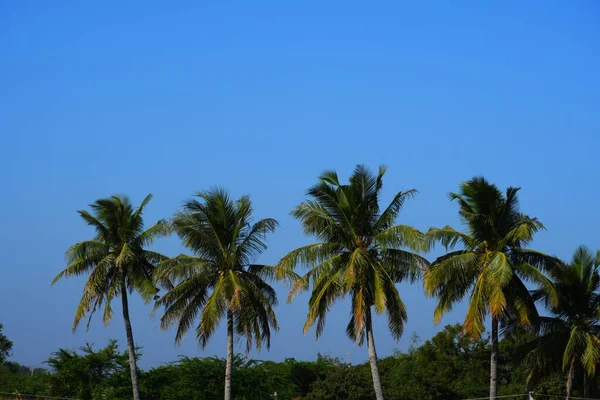 Palmera Lago Árbol Coco Kutch Gujarat India —  Fotos de Stock