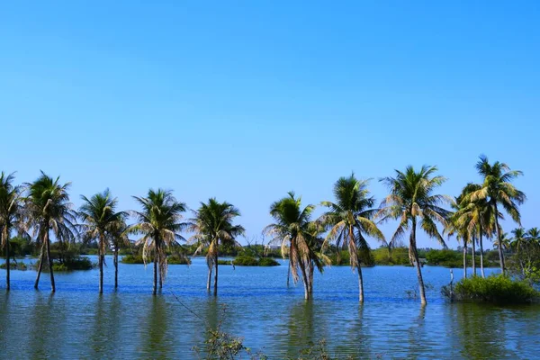 Palmeira Lago Coqueiro Kutch Gujarat Índia — Fotografia de Stock