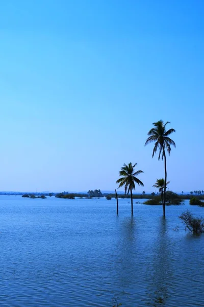 Palme See Kokosnussbaum Kutch Gujarat Indien — Stockfoto