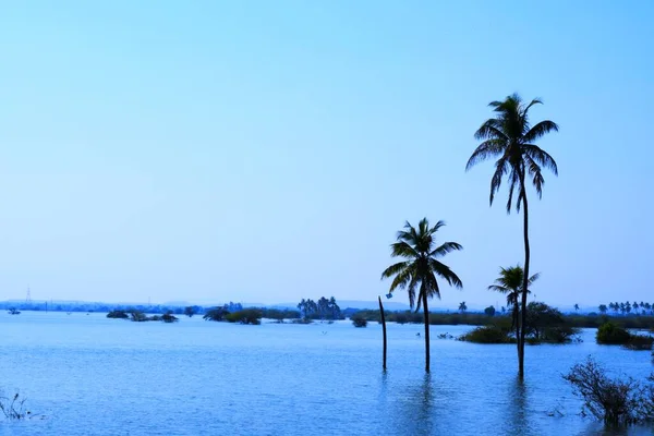 Palme See Kokosnussbaum Kutch Gujarat Indien — Stockfoto