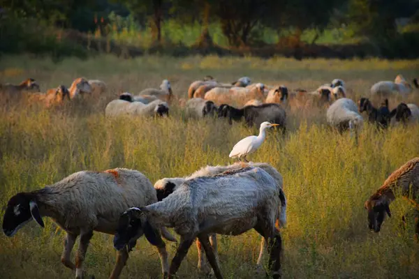 Bagula Owce Farmie Poranku Kutch Gujarat Zwierzęta Indyjskie — Zdjęcie stockowe