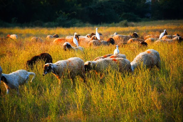 Bagula Ovce Farmě Ráno Kutch Gujarat Indická Zvířata — Stock fotografie