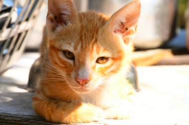 Güzel Kedi, Kutch 'taki Pat Hayvan, Gujarat Hindistan