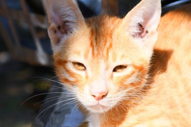 Güzel Kedi, Kutch 'taki Pat Hayvan, Gujarat Hindistan