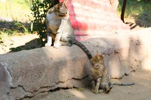 Krásná Kočka Pat Animal Kutch Gujarat Indie — Stock fotografie