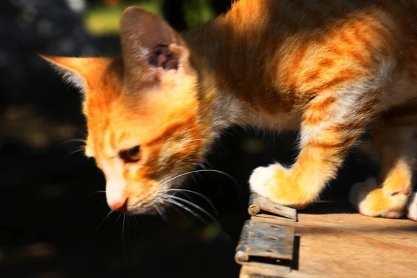 Güzel Kedi Kutch Taki Pat Hayvan Gujarat Hindistan — Stok fotoğraf