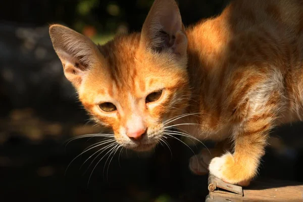 Hermoso Gato Pat Animal Kutch Gujarat India —  Fotos de Stock