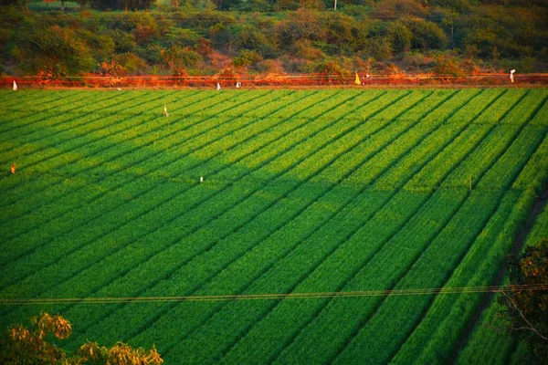 Kutch Gujarat Hindistan Tarım Çiftliği Çiftlikte Sabah — Stok fotoğraf