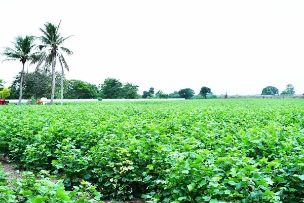 Αγροτεμάχιο Στο Kutch Gujarat Ινδία Πρωί Στο Αγρόκτημα — Φωτογραφία Αρχείου