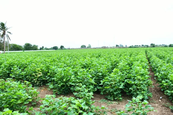 Zemědělská Farma Kutch Gudžarát Indie Ráno Statku — Stock fotografie