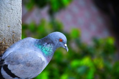 Yerli güvercinler / yabani güvercinler (Gujarat - Hindistan) mavi gökyüzü güvercinleri / yabani güvercinler, gökyüzünde uçan kuşlar