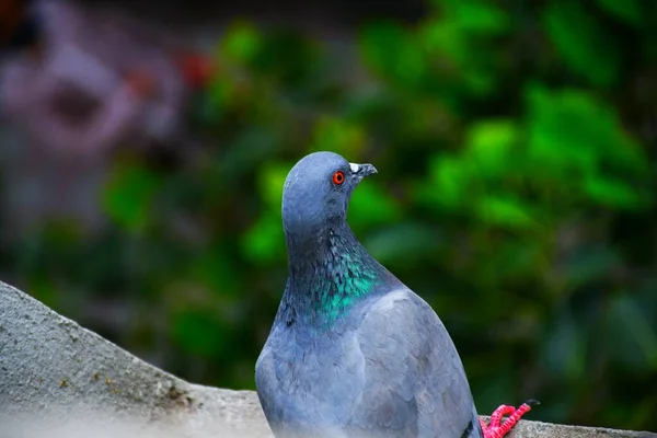 Huisduif Wilde Duif Gujarat India Vlucht Tegen Blauwe Lucht Huisduif — Stockfoto