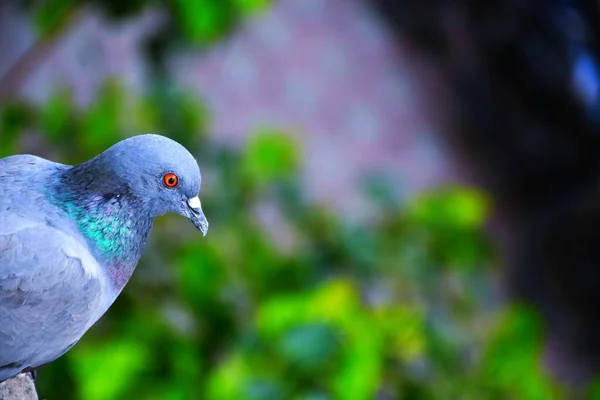 Gołębie Domowe Dziki Gołąb Gujarat Indie Stado Locie Przeciwko Błękitnemu — Zdjęcie stockowe