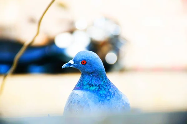 Palomas Domésticas Palomas Salvajes Gujarat India Acuden Vuelo Contra Cielo — Foto de Stock