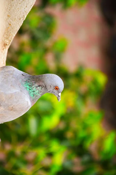 Yerli Güvercinler Yabani Güvercinler Gujarat Hindistan Mavi Gökyüzü Güvercinleri Yabani — Stok fotoğraf