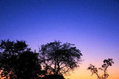 Ölü ağaç dalları, Kuru Ağaç ve Kuru dal, Akşam Günbatımı