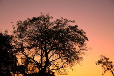 Ölü ağaç dalları, Kuru Ağaç ve Kuru dal, Akşam Günbatımı