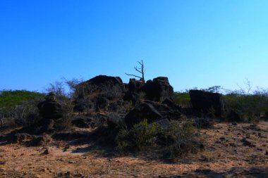 Ölü ağaç dalları, Kuru Ağaç ve Kuru dal, Akşam Günbatımı
