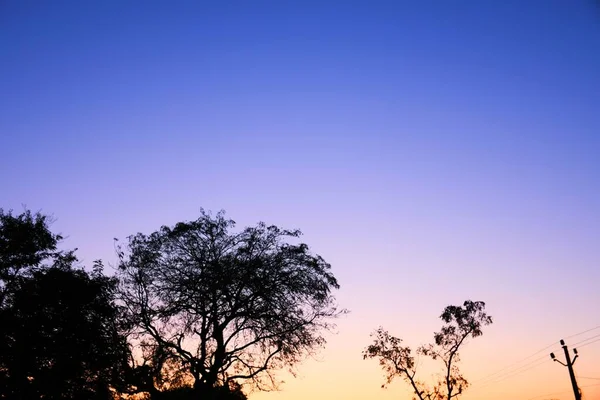 枯死的树枝 干枯的树枝 黄昏的夕阳西下 — 图库照片