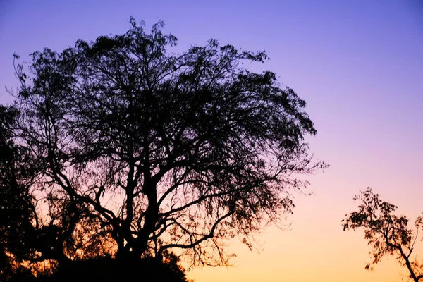 Abgestorbene Äste Trockener Baum Und Trockener Ast Sonnenuntergang Abend — Stockfoto