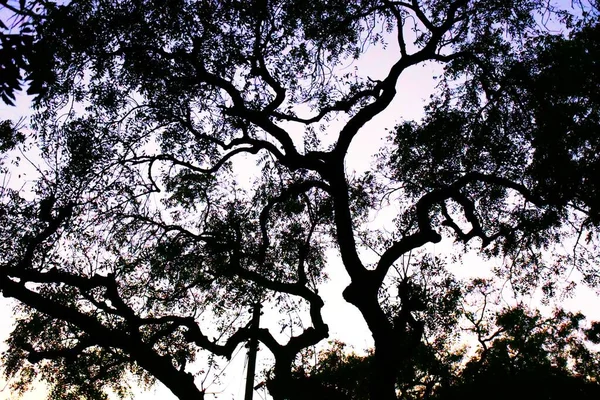 Martwe Gałęzie Drzew Suche Drzewo Wyschnięta Gałąź Zachód Słońca Wieczorem — Zdjęcie stockowe