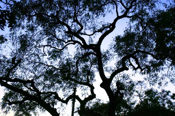 Rami Albero Morti Albero Secco Ramo Secco Tramonto Sera — Foto Stock