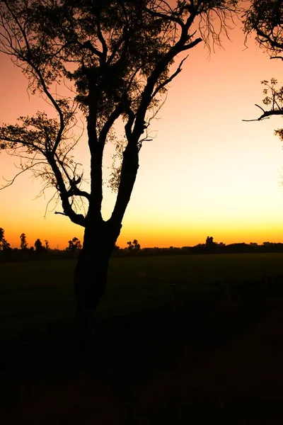 Dode Boomtakken Droge Boom Droge Tak Zonsondergang Avond — Stockfoto