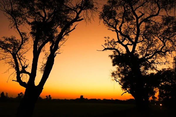 Dode Boomtakken Droge Boom Droge Tak Zonsondergang Avond — Stockfoto