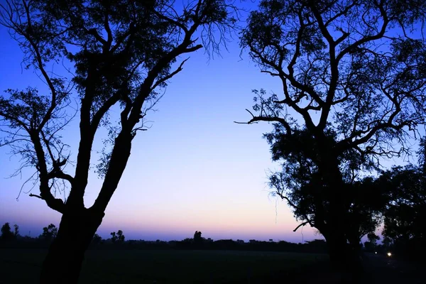 枯死的树枝 干枯的树枝 黄昏的夕阳西下 — 图库照片