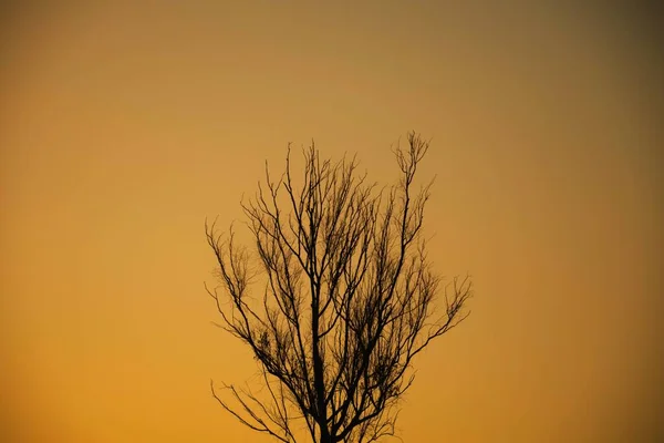 Ölü Ağaç Dalları Kuru Ağaç Kuru Dal Akşam Günbatımı — Stok fotoğraf