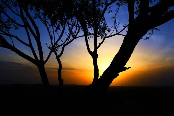 Dead Tree Branches Dry Tree Dry Branch Sunset Evening — Stock Photo, Image