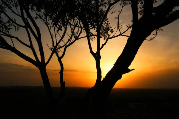 枯死的树枝 干枯的树枝 黄昏的夕阳西下 — 图库照片