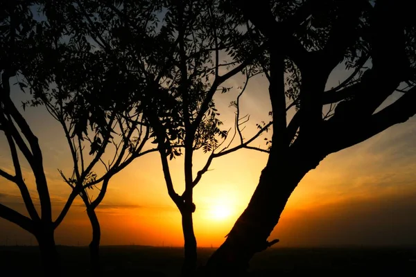枯死的树枝 干枯的树枝 黄昏的夕阳西下 — 图库照片
