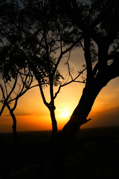 Dode Boomtakken Droge Boom Droge Tak Zonsondergang Avond — Stockfoto